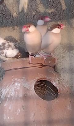 fown jawa / Fon java / breader pair jambo size