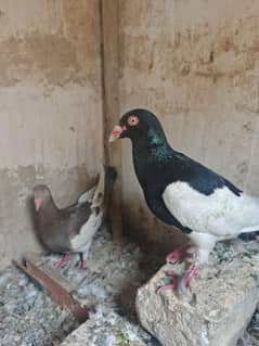 Israeli pigeon