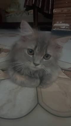 Persian