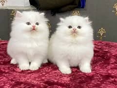 Persian kittens triple coat pair for sale contact whatsap 03241748871