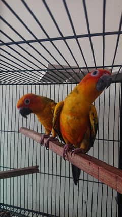 sunconure