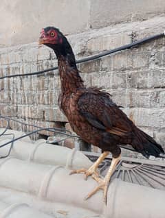 aseel hen for sale