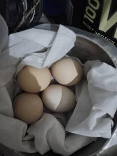 Fertile Eggs