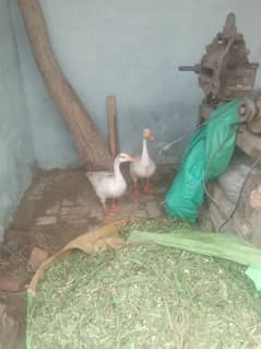 2 duck