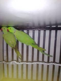 parrot