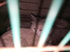 person cat ha
