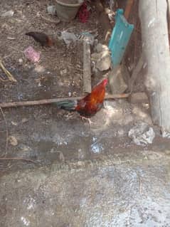 Aseel