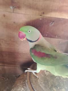 raw parrot active and healthy for sale my call watsaap 0326=57=51=632