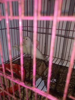 breeder pair for sale