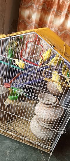 6 pairs for sale with cage