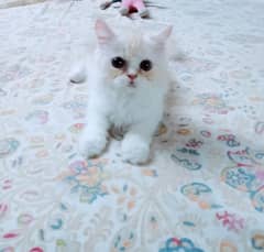 Playful Fluffy Persian Punched face kitten.