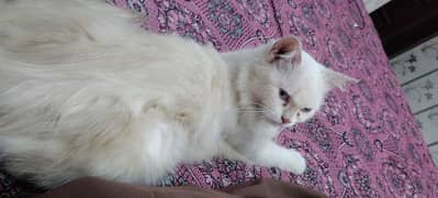 cat moon