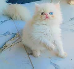 Triple coated Persian kittens for sale