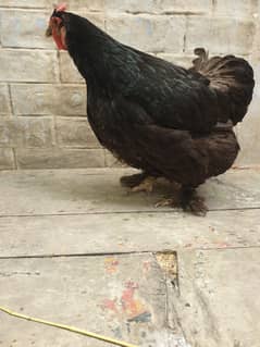 Fancy Hen . Whatsapp 03171947677