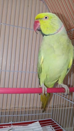 Talking Green Ringneck parrot