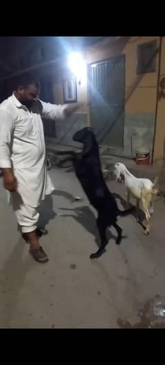 Bakra