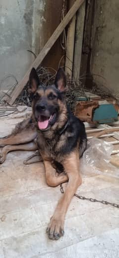 German