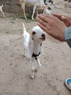 Bakri or bache sale