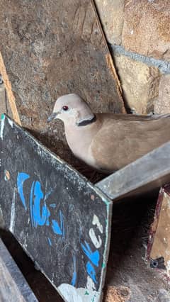 khumray-China_dove-finch-lover_birds