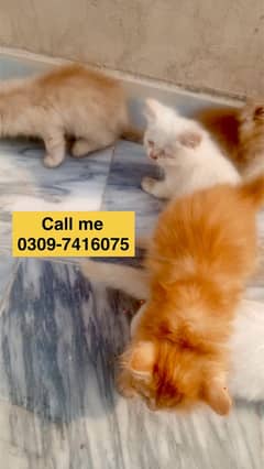 4 Kitten pure Persian breed Cat white & Brown triple coated