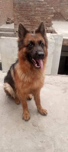 German