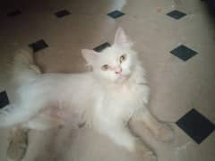 cats for sale