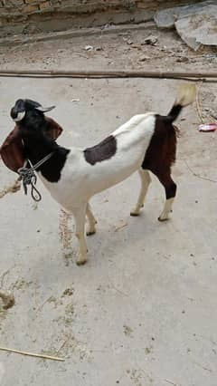 Bakra for sell