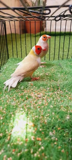 Lutino Gouldian Breeder Pair