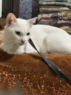 Russian Cat For Sale