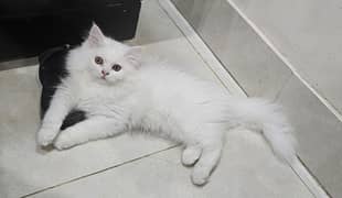 persian cat