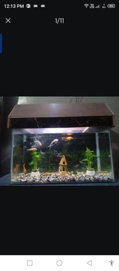 fish