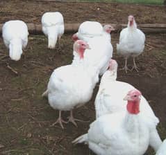 Turkey for sale
