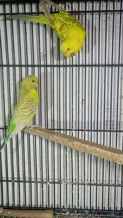 Breeder pairs fellow budgies available