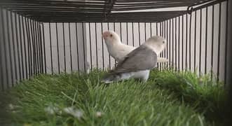 Albino/cremino/decino/parblue