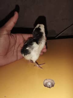 japani aseel chicks
