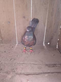 Black pishori lal gulu me Breeder female contact 03088998822