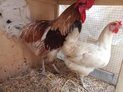 Pair of murga and murgi with cage