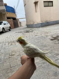 full hand tame adult male cocktail