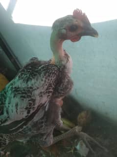 Ganji, Desi, Golden Misri, Egg Laying