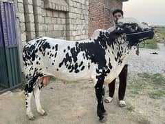 Desi wacha for sale