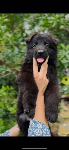 black German puppy long coat