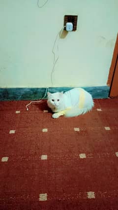 Persian cat