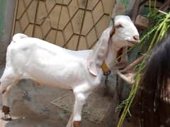 bakri ka bacha