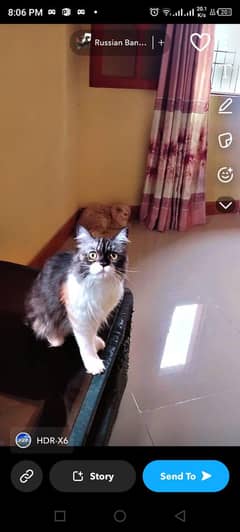 Persian cat Female and Babys