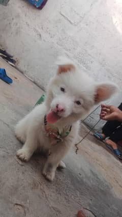 Russian female dog