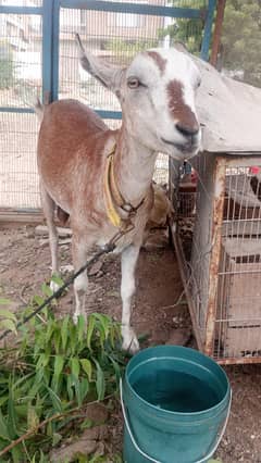 tady bakri Sindh bread fancy