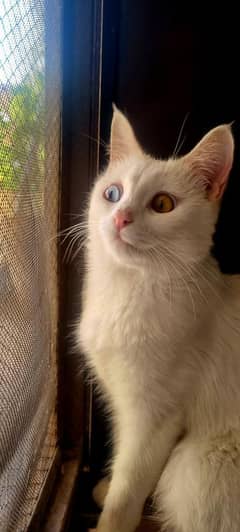 Semi Persian Cat - Khao Manee