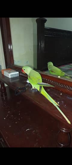 raw parrot
