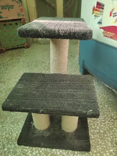cat Scratching