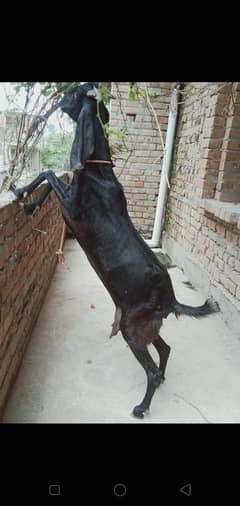 Goat with 2 babies | Tazi soi dhod wali bakri | gabban (03445783416)